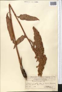 Щавель курчавый L., Средняя Азия и Казахстан, Западный Тянь-Шань и Каратау (M3) (Казахстан)