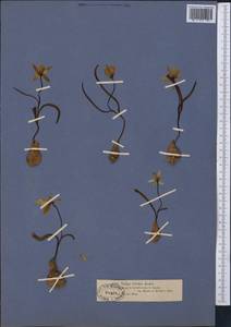 Тюльпан лесной южный (Link) Pamp., Средняя Азия и Казахстан, Муюнкумы, Прибалхашье и Бетпак-Дала (M9) (Казахстан)