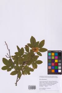 Шиповник майский Herrm., Восточная Европа, Московская область и Москва (E4a) (Россия)