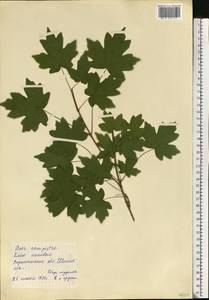 Клен полевой, Клен равнинный L., Восточная Европа, Центральный лесостепной район (E6) (Россия)