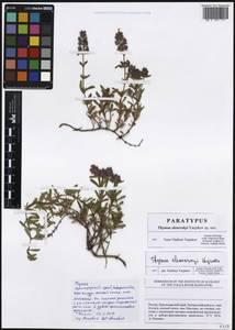 Thymus elenevskyi Vasjukov, Кавказ, Черноморское побережье (от Новороссийска до Адлера) (K3) (Россия)