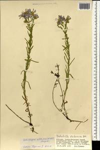 Aster altaicus Willd., Монголия (MONG) (Монголия)