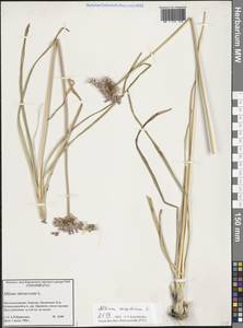 Лук угловатый L., Восточная Европа, Северный район (E1) (Россия)