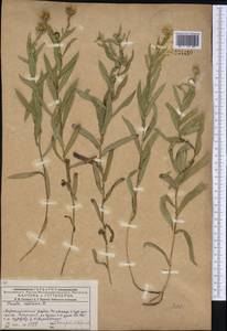Pentanema salicinum (L.) D. Gut. Larr., Santos-Vicente, Anderb., E. Rico & M. M. Mart. Ort., Сибирь, Западный (Казахстанский) Алтай (S2a) (Казахстан)