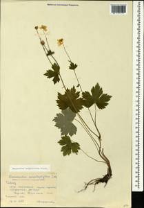 Лютик каппадокийский Willd., Кавказ, Южная Осетия (K4b) (Южная Осетия)