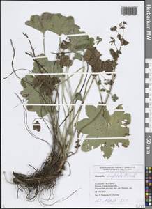 Манжетка шариковидно-скученная H.Lindb., Восточная Европа, Средневолжский район (E8) (Россия)