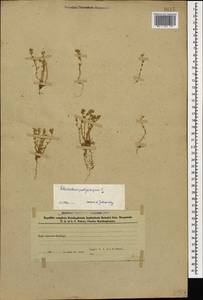 Scleranthus annuus subsp. polycarpos (L.) Thell., Кавказ, Азербайджан (K6) (Азербайджан)