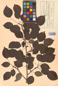 Груша обыкновенная, Груша садовая L., Восточная Европа, Центральный лесостепной район (E6) (Россия)