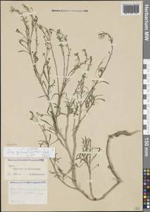 Клоповник, Крым (KRYM) (Россия)