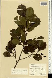 Ольха клейкая, Ольха черная (L.) Gaertn., Крым (KRYM) (Россия)