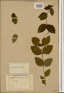 Lonicera caucasica subsp. orientalis (Lam.) D. F. Chamb. & Long, Кавказ (без точных местонахождений) (K0)