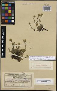 Eritrichium tianschanicum Iljin ex Ovczinnikova, Средняя Азия и Казахстан, Западный Тянь-Шань и Каратау (M3) (Киргизия)