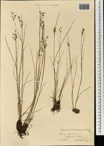 Juncus articulatus subsp. limosus (Vorosch.) Vorosch., Монголия (MONG) (Монголия)