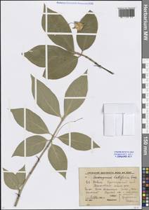 Бересклет широколистный (L.) Mill., Кавказ, Краснодарский край и Адыгея (K1a) (Россия)