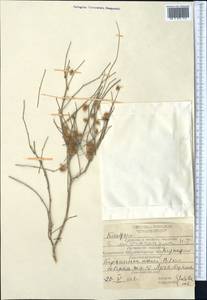 Джузгун мелкоплодный I. G. Borshch., Средняя Азия и Казахстан, Каракумы (M6) (Туркмения)