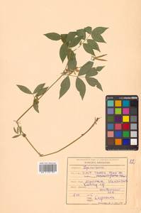 Горошек разветвленный (Maxim.) Ohwi, Сибирь, Дальний Восток (S6) (Россия)