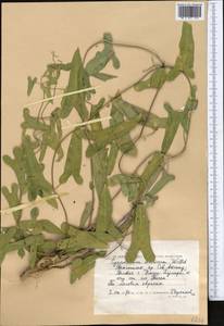 Cynanchum acutum subsp. sibiricum (Willd.) Rech. fil., Средняя Азия и Казахстан, Прикаспийский Устюрт и Северное Приаралье (M8) (Казахстан)