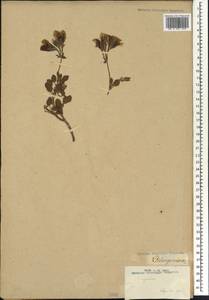 Pelargonium, Африка (AFR) (ЮАР)