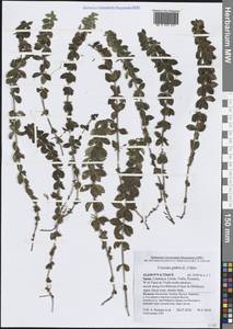 Cruciata verna subsp. verna, Западная Европа (EUR) (Испания)