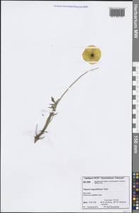 Oreomecon angustifolia (Tolm.) Krivenko, Сибирь, Центральная Сибирь (S3) (Россия)