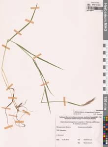 × Elyhordeum, Сибирь, Чукотка и Камчатка (S7) (Россия)