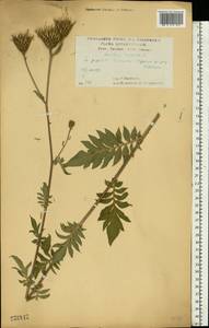 Серпуха венценосная L., Восточная Европа, Центральный лесостепной район (E6) (Россия)