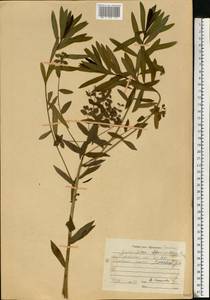 Молочай полумохнатый (Prokh.) Krylov, Восточная Европа, Центральный район (E4) (Россия)