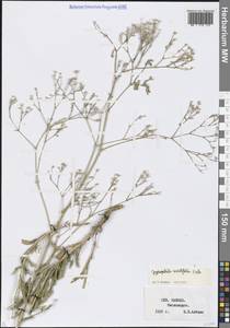 Качим остролистный Fisch., Кавказ, Ставропольский край, Карачаево-Черкесия, Кабардино-Балкария (K1b) (Россия)