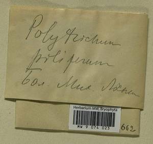 Polytrichum piliferum Hedw., Гербарий мохообразных, Мхи - Украина и Молдавия (B3) (Украина)