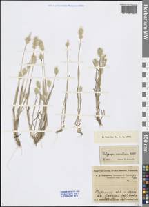 Многобородник морской Willd., Средняя Азия и Казахстан, Муюнкумы, Прибалхашье и Бетпак-Дала (M9) (Казахстан)
