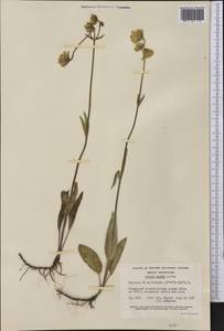 Arnica parryi A. Gray, Америка (AMER) (Канада)