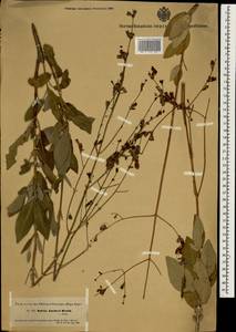 Salvia officinalis subsp. lavandulifolia (Vahl) Gams, Зарубежная Азия (ASIA) (Турция)
