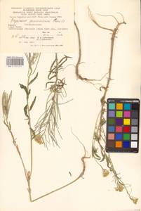 Желтушник душистый Ehrh., Восточная Европа, Западно-Украинский район (E13) (Украина)