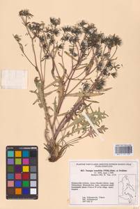 Crepidiastrum tenuifolium (Willd.) Sennikov, Сибирь, Дальний Восток (S6) (Россия)