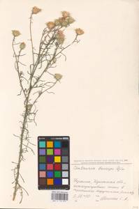 Centaurea breviceps Iljin, Восточная Европа, Южно-Украинский район (E12) (Украина)