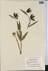 Fritillaria affinis (Schult. & Schult.f.) Sealy, Америка (AMER) (Канада)