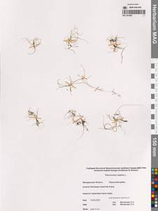 Лютик распростертый, Лютик стелющийся L., Сибирь, Чукотка и Камчатка (S7) (Россия)