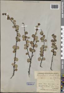 Береза железистая Michx., Сибирь, Якутия (S5) (Россия)