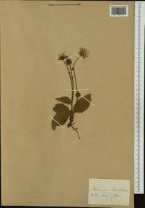 Hieracium tomentosum (L.) L., Западная Европа (EUR) (Германия)