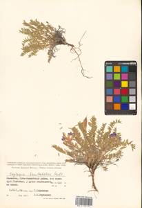 Остролодочник камчатский Hultén, Сибирь, Чукотка и Камчатка (S7) (Россия)