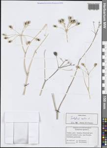 Тордилиум апулийский L., Зарубежная Азия (ASIA) (Турция)