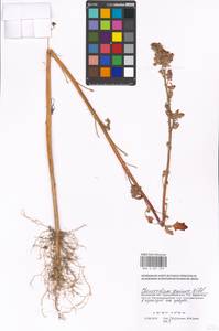 Chenopodium quinoa Willd., Восточная Европа, Московская область и Москва (E4a) (Россия)