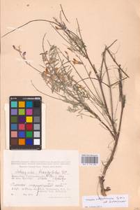 Astragalus astrachanicus Sytin & Laktionov, Средняя Азия и Казахстан, Прикаспийский Устюрт и Северное Приаралье (M8) (Казахстан)