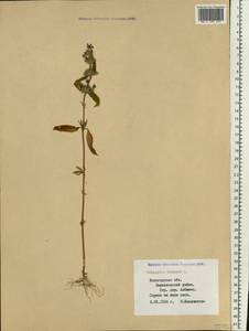 Пикульник ладанниковый L., Восточная Европа, Северный район (E1) (Россия)