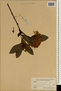 Ixora chinensis Lam., Зарубежная Азия (ASIA) (КНР)