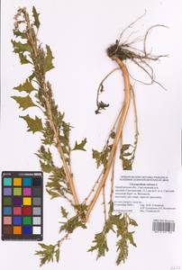 Oxybasis rubra (L.) S. Fuentes, Uotila & Borsch, Восточная Европа, Восточный район (E10) (Россия)