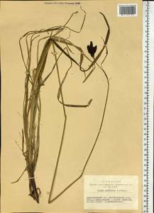 Carex caucasica subsp. caucasica, Сибирь, Центральная Сибирь (S3) (Россия)