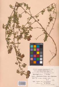 Medicago × varia Martyn, Восточная Европа, Западно-Украинский район (E13) (Украина)