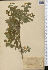 Жимолость Королькова Stapf, Средняя Азия и Казахстан, Западный Тянь-Шань и Каратау (M3) (Узбекистан)