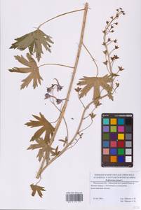 Живокость высокая L., Восточная Европа, Московская область и Москва (E4a) (Россия)